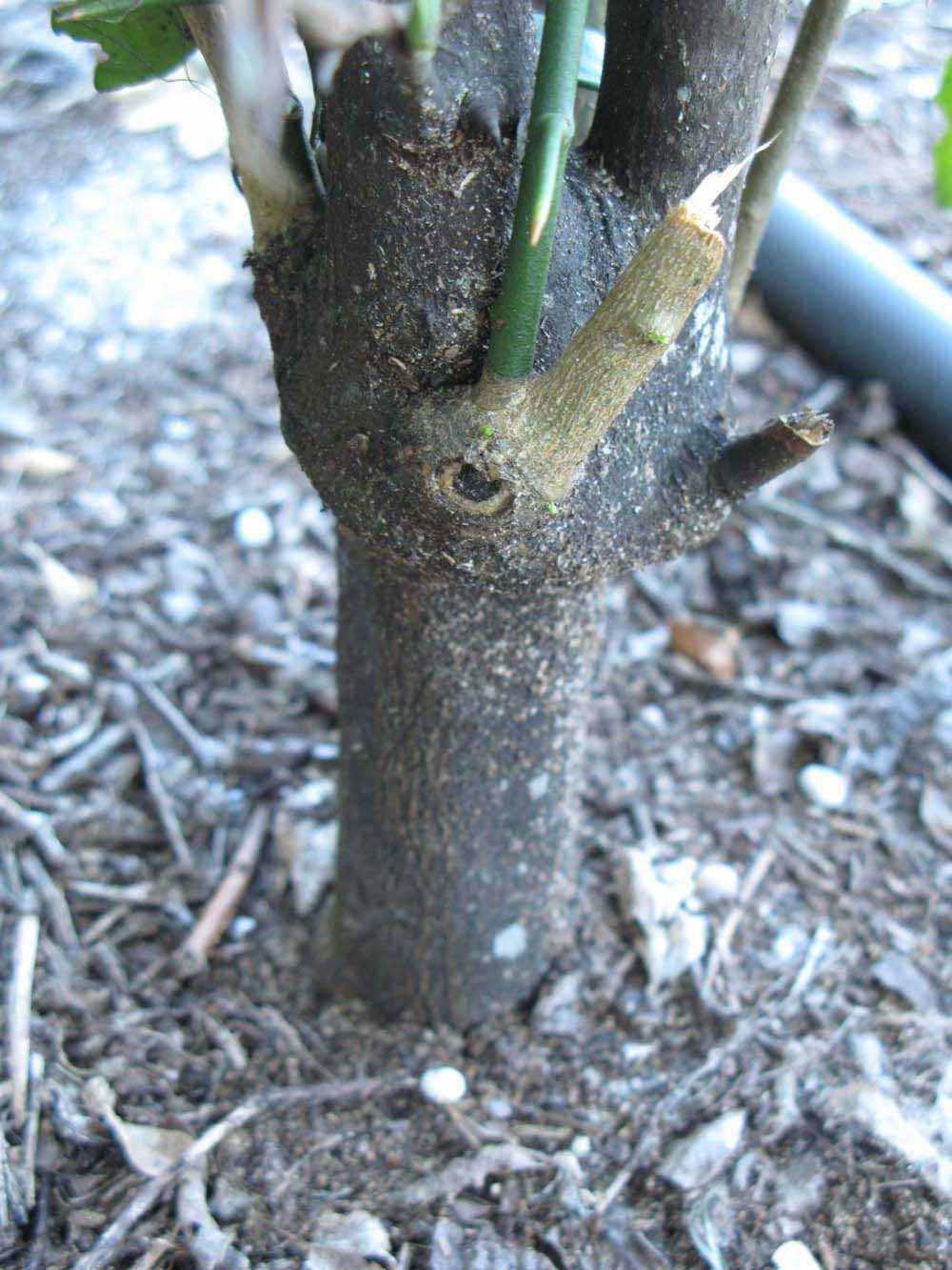              Bark (Winter Haven, FL)       